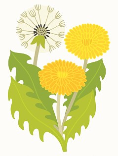 Кульбабка, Василь Сухомлинський - Читати Книгу (читати книги) 📘 Онлайн Українською Мовою 💙💛 Безкоштовно. Скачати книги у форматі PDF, EPUB, FB2 українською