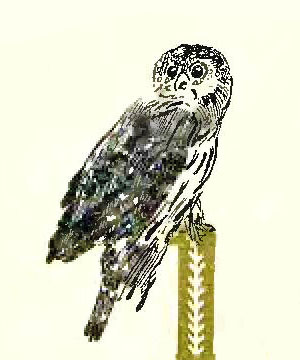 Ворони і сови, І. Франко - Читати Книгу (читати книги) 📘 Онлайн Українською Мовою 💙💛 Безкоштовно. Скачати книги у форматі PDF, EPUB, FB2 українською